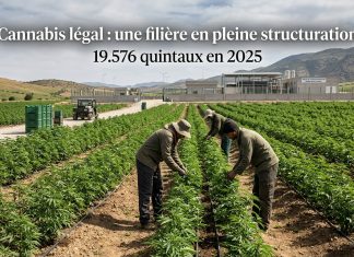 Maroc : forte hausse de la production et structuration du cannabis légal en 2025