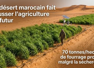 Sud du Maroc : L’agriculture résiliente se développe face au climat sec