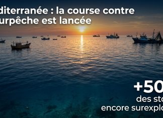 Méditerranée : nouveau plan d’action pour préserver les ressources halieutiques d’ici 2027