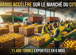Le Maroc accélère ses exportations de citrons