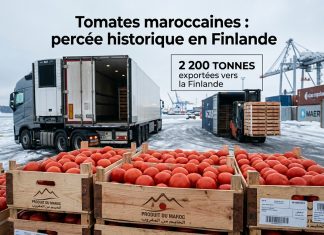 Le Maroc double ses exportations directes de tomates vers la Finlande