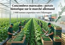 Les exportations marocaines de concombres vers l’Allemagne explosent