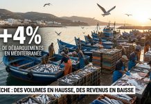 Pêche côtière : hausse des volumes en Méditerranée mais recul de la valeur à fin mai 2026