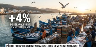 Pêche côtière : hausse des volumes en Méditerranée mais recul de la valeur à fin mai 2026