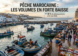Pêche côtière et artisanale : recul des volumes à fin mai 2026