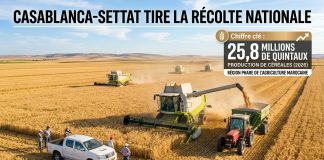 Casablanca-Settat : une production céréalière attendue à 25,8 millions de quintaux en 2026