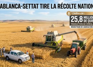 Casablanca-Settat : une production céréalière attendue à 25,8 millions de quintaux en 2026