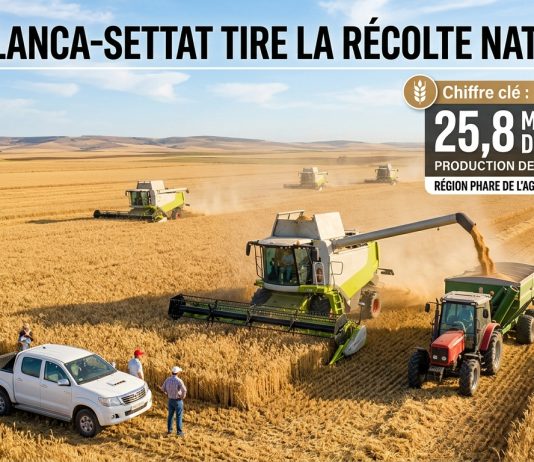 Casablanca-Settat : une production céréalière attendue à 25,8 millions de quintaux en 2026