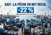 Port de Safi : les débarquements de la pêche reculent de 22 % à fin avril
