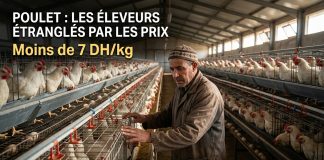 Filière avicole au Maroc : forte pression sur les prix du poulet vif