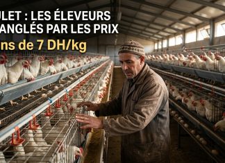 Filière avicole au Maroc : forte pression sur les prix du poulet vif