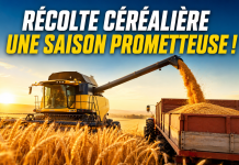 Récolte céréalière 2026 : une production prévisionnelle de 90 millions de quintaux au Maroc