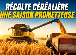 Récolte céréalière 2026 : une production prévisionnelle de 90 millions de quintaux au Maroc