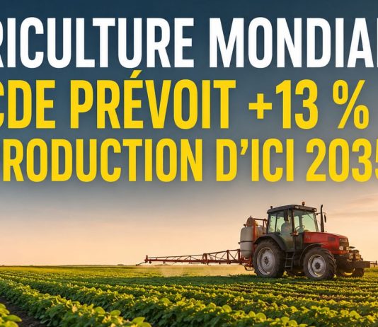 L’OCDE et la FAO prévoient une hausse de 13 % de la production agricole mondiale d’ici 2035