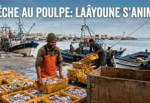Port de Laâyoune : la campagne estivale du poulpe démarre en bonne forme