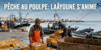 Port de Laâyoune : la campagne estivale du poulpe démarre en bonne forme
