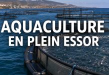 Aquaculture : le Maroc atteint 244 projets actifs et vise 90.000 tonnes par an