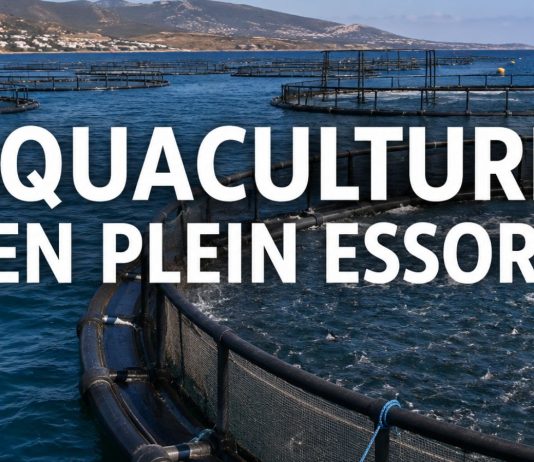 Aquaculture : le Maroc atteint 244 projets actifs et vise 90.000 tonnes par an