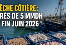 Pêche côtière et artisanale : la valeur des débarquements atteint près de 5 MMDH à fin juin 2026